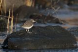 20150123_Amerikaanse Oeverloper_Medemblik_1
